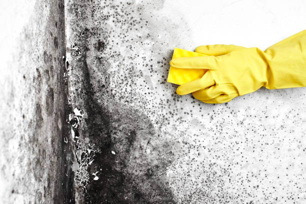 Best Insurance-Related Mold Remediation in Lisbon, ND