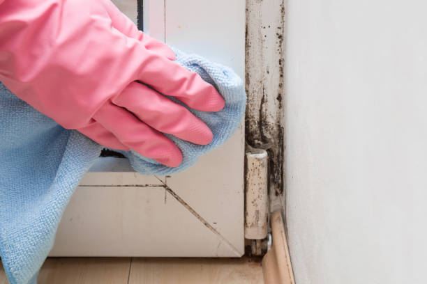 Best Mold Remediation for Schools in Lisbon, ND