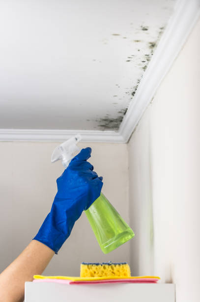 Best Residential Mold Remediation in Lisbon, ND